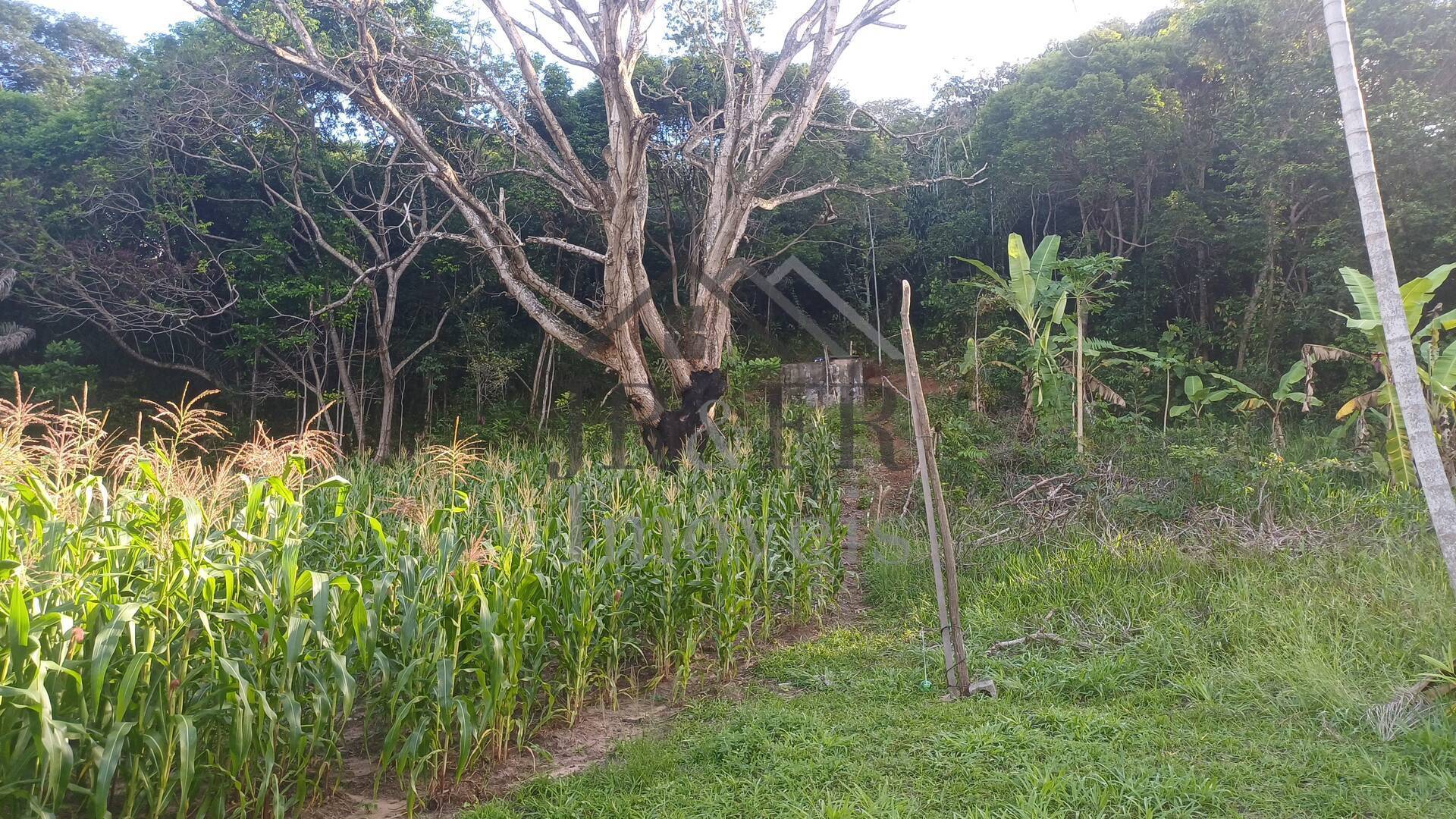 Sítio à venda com 4 quartos, 350m² - Foto 39